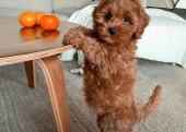 TOY POODLE YAVRULAR